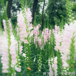 有关我喜欢你是寂静的的句子