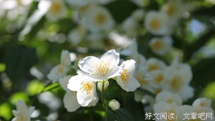 《花儿与歌声》好看吗？经典观后感10篇