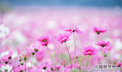缱绻的句子