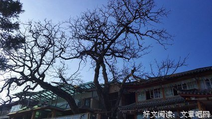 洛水优美的句子