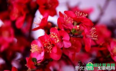 《青松越么年》的句子