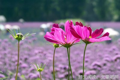 有关zwsc的句子