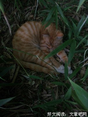 要是分手的话，你们的猫怎么办