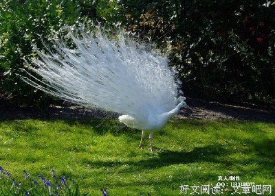 心声当是句子大全