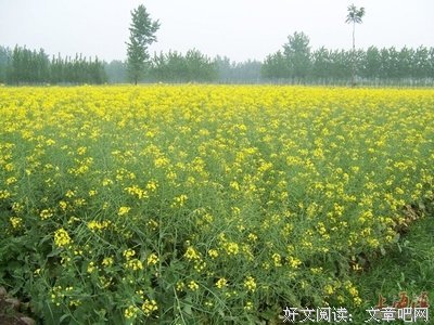 春风的句子