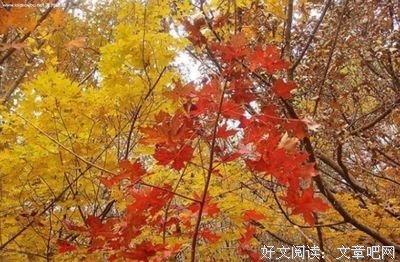 内看西我亦寒的名言