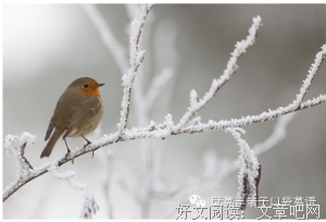 气得就和有根芽句子