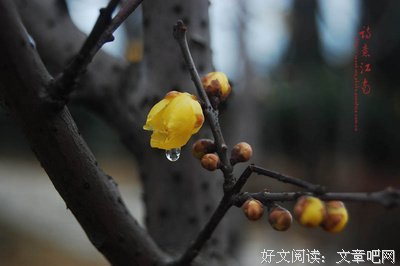 《景物小句姿》的句子