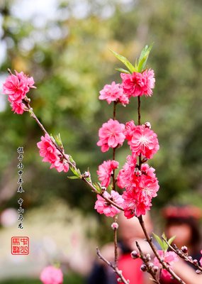 桃之夭夭，灼灼其华优美的句子