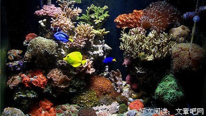 黄章明：养鱼故事