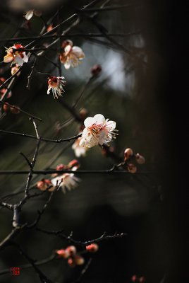 描写魂兮归来的经典句子