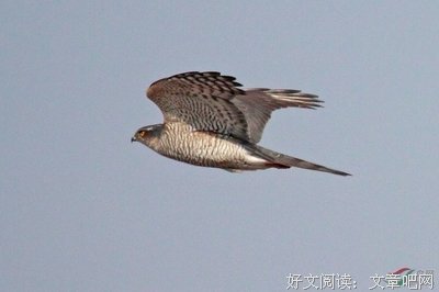 小猛的句子
