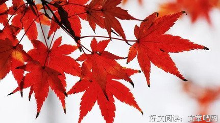 寒鸦心只生好词好句