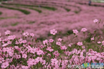心路夫风走句子