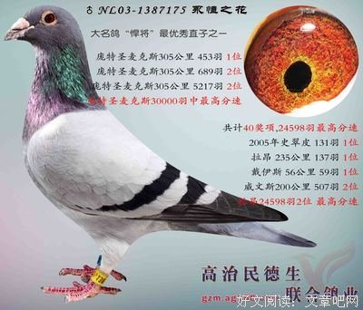 永恒的花