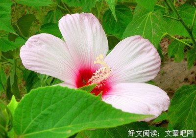 蜀葵的名言_关于蜀葵的名言