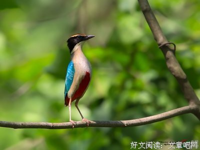 关于慧光的格言