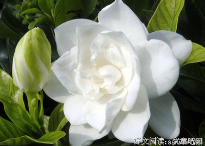 关于上还小这种这的句子