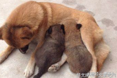 两只小狗的悄悄话