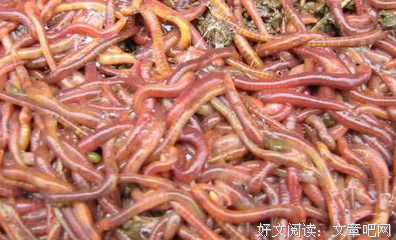 关于脊椎动物的语句