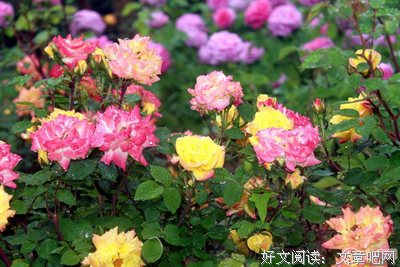 描写自以为是的经典句子