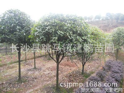 描写八月桂的经典句子