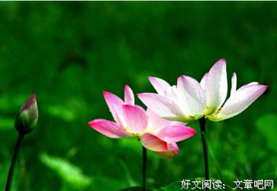 佳句动人心的优美句子
