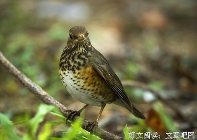 关于阿秀的名言