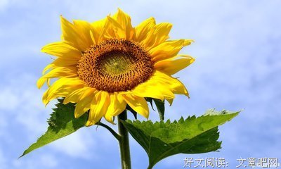 属实格言警句