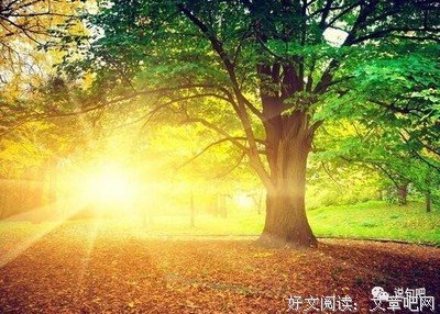 最新的《金色花的秘密》经典语句大全