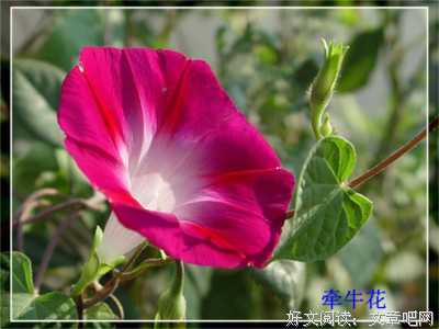 描写花钟的语句摘抄