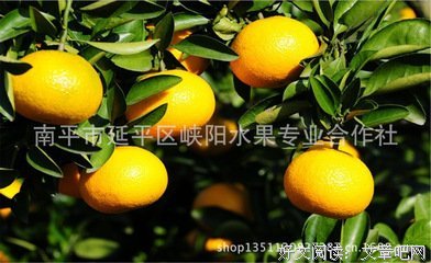 桔柚句子大全