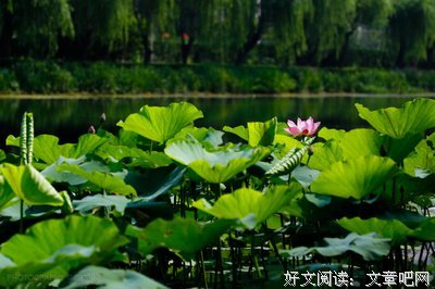 关于夏有要景言的句子