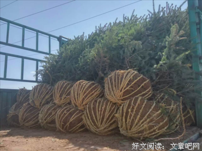 云杉的语句摘抄_关于云杉的语句