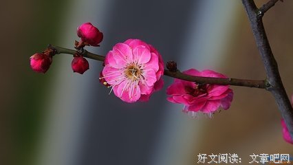 关于梅的句子