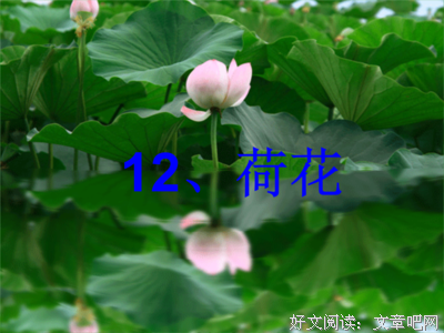 蜻蜓点水的语句摘抄_关于蜻蜓点水的语句