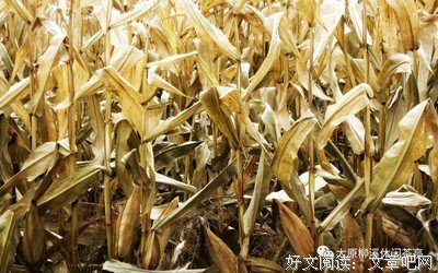 闲言碎语