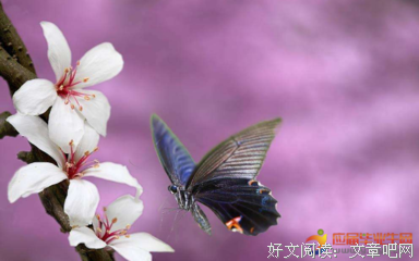 关于风筝有风的优美句子