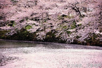 盛开的樱花林下读后感10篇