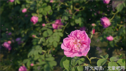 关于人脉的真相：你不强大，认识谁也没用