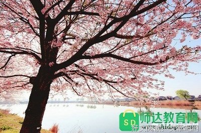 关于优美的优美句子