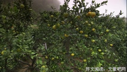 龚细平 ：桔子丰收