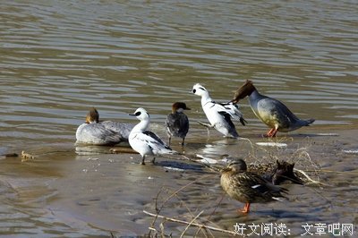 有关凌弱的美文美句摘抄
