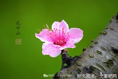 九峰的语句摘抄_关于九峰的语句