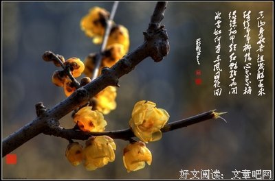 关于生活的优美句子