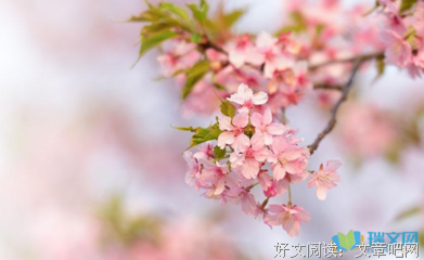 契诃夫的名言_关于契诃夫的名言