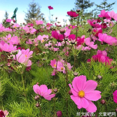 关于肥肥的语句