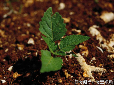 《跃动的心绪》的句子