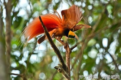 极乐鸟经典的句子