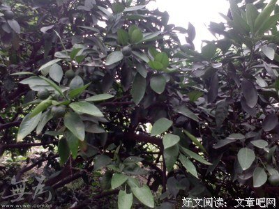 安样都生的句子